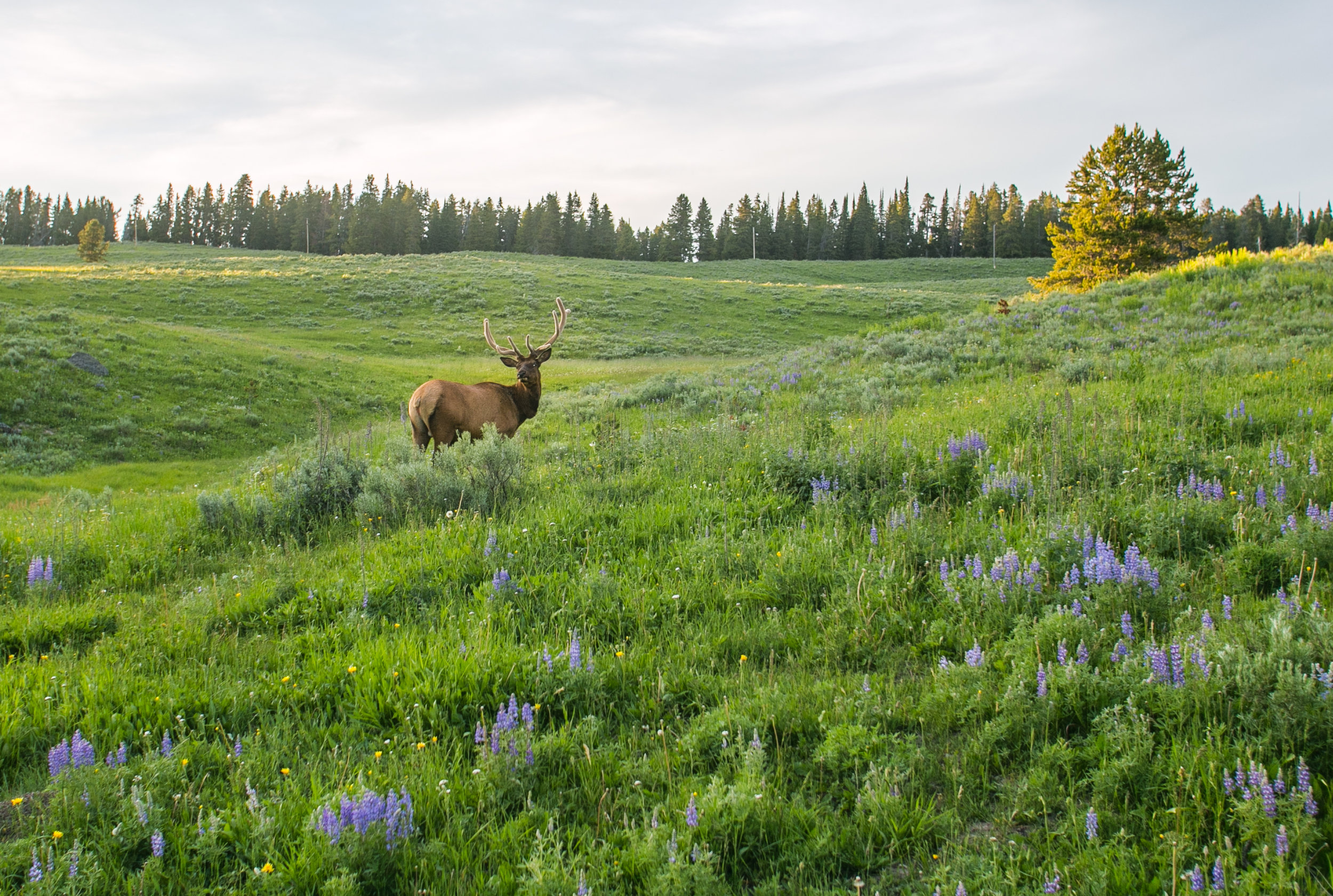 Yellowstone - Mike Schwarz_-10.jpg