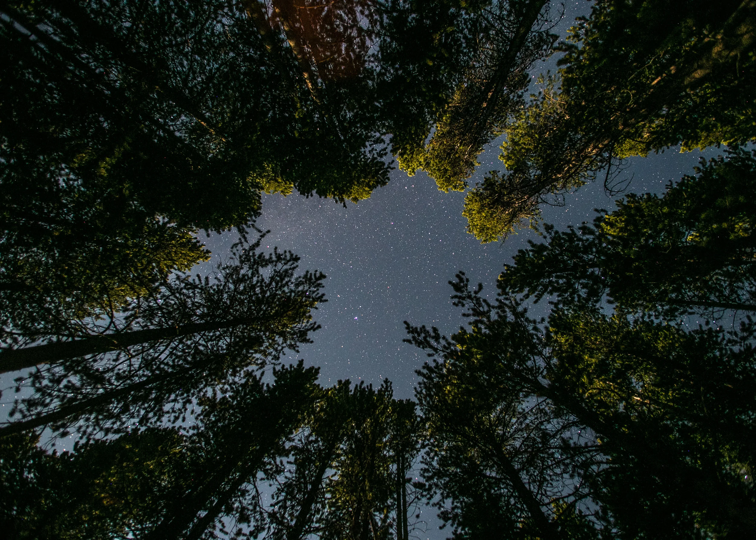 Canyon Village Campsite - Yellowstone National Park, WY
