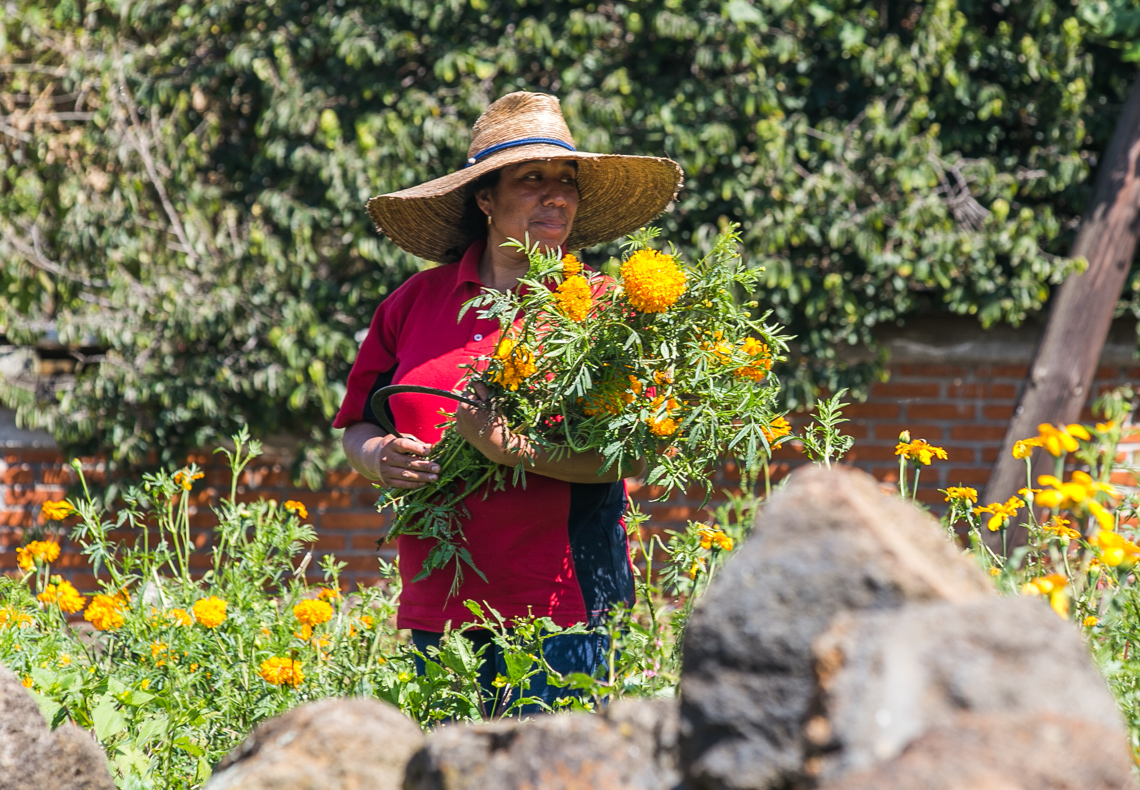  11/1/17 - Luz Marie picks marigolds behind the local church in Santa Fe.&nbsp; 