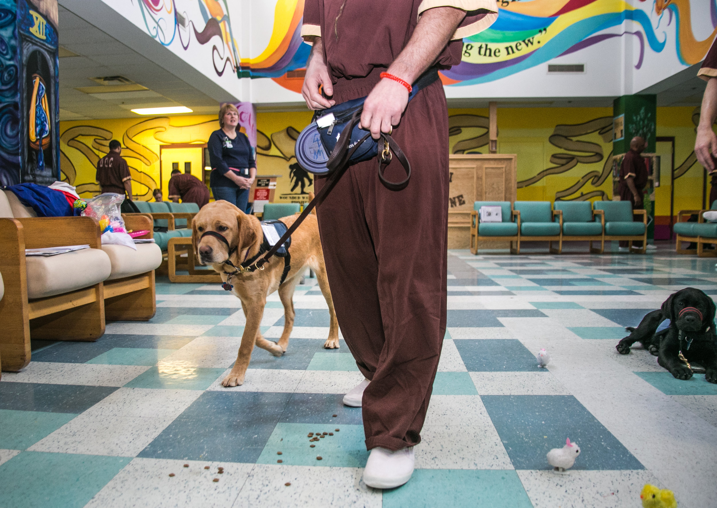  Cassidy, a trainee of the Canine Partner’s for Life program at SCI Greene Maximum Security Prison, practices tasks with her handler during a rigorous training session. 