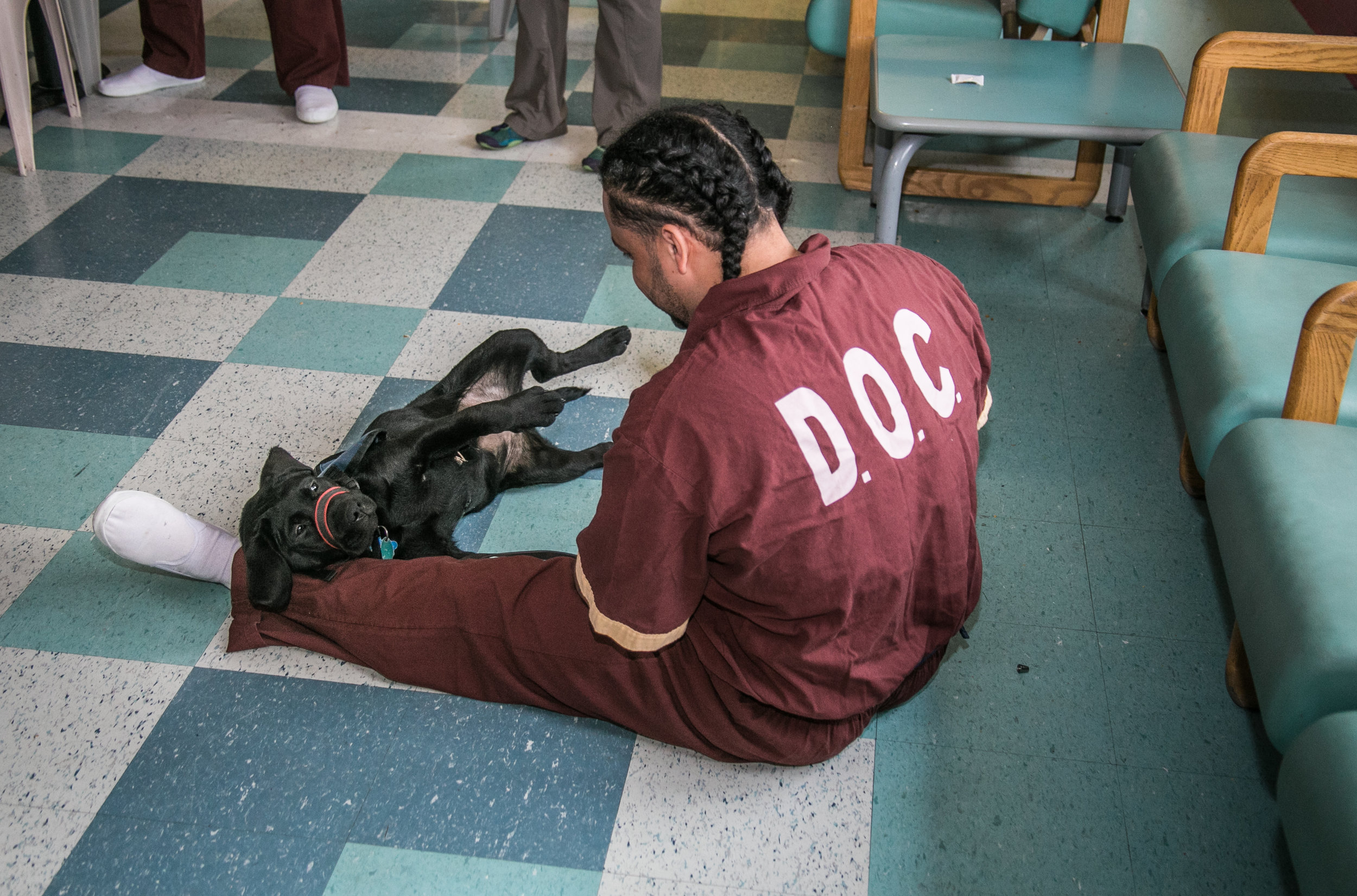  Nike, a trainee of the Canine Partner’s for Life program at SCI Greene Maximum Security Prison, practices tasks with her handler during a rigorous training session. 