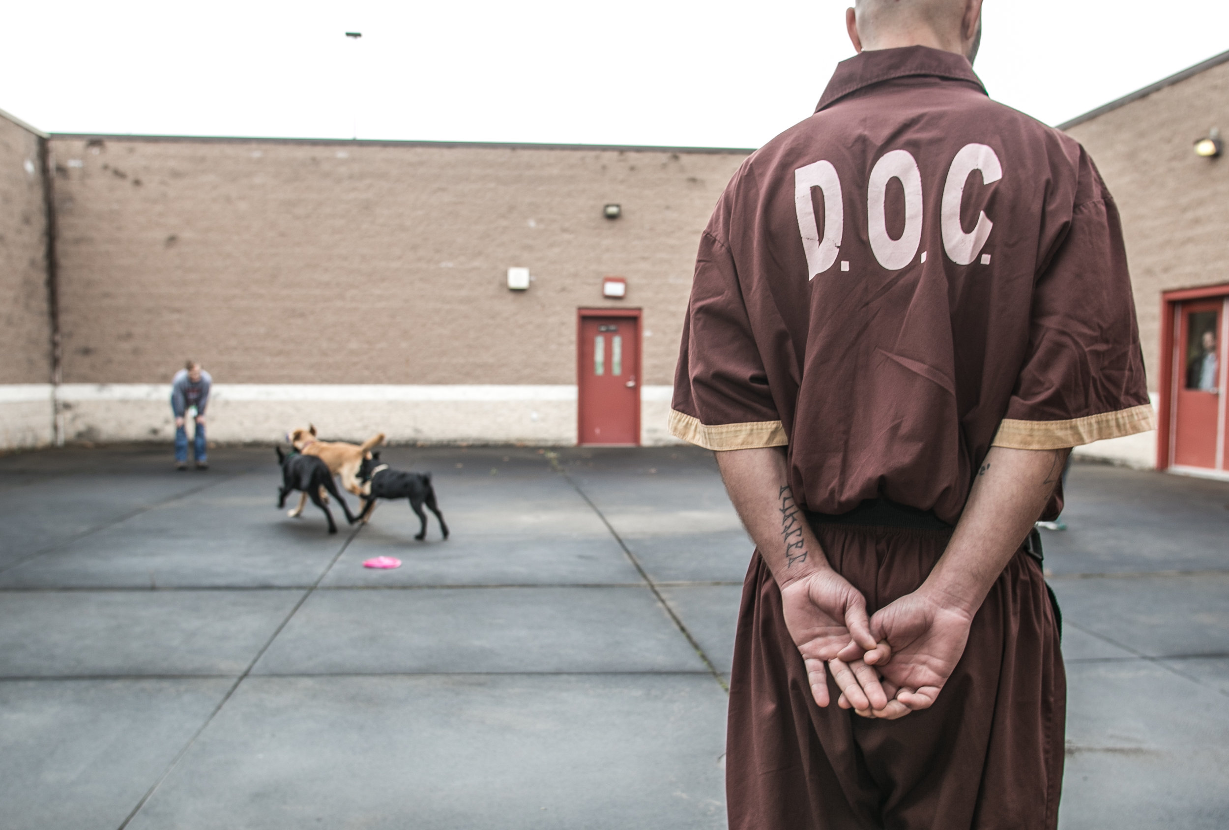  A handler watches on as the trainees are allowed much-deserved playtime.  