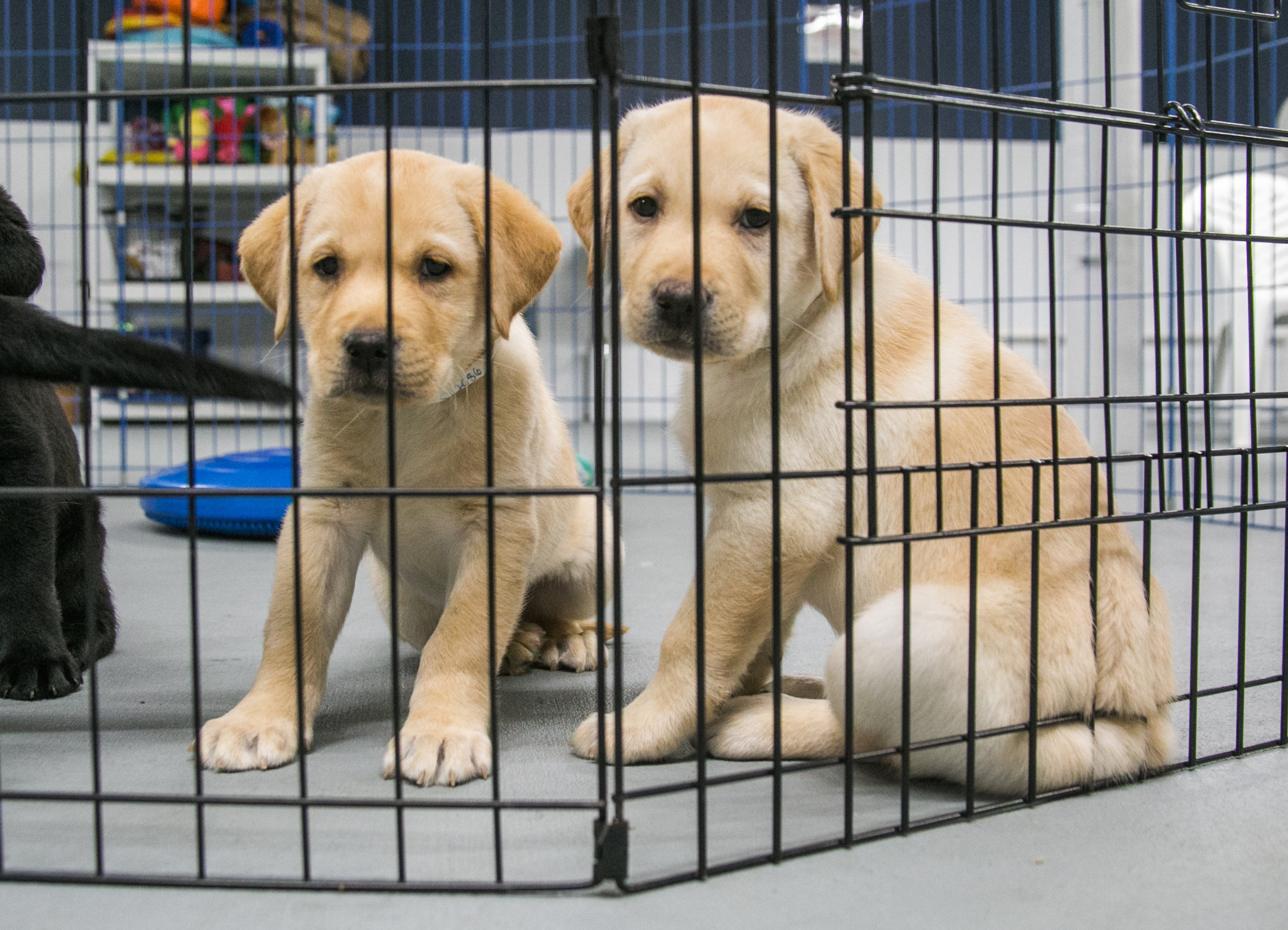  6-week old puppies being cared for at the Canine Partners for Life Headquarters in Cochranville, PA. The dogs will stay here for another 2-3 weeks before being transferred to a prison in Pennsylvania or Maryland. 