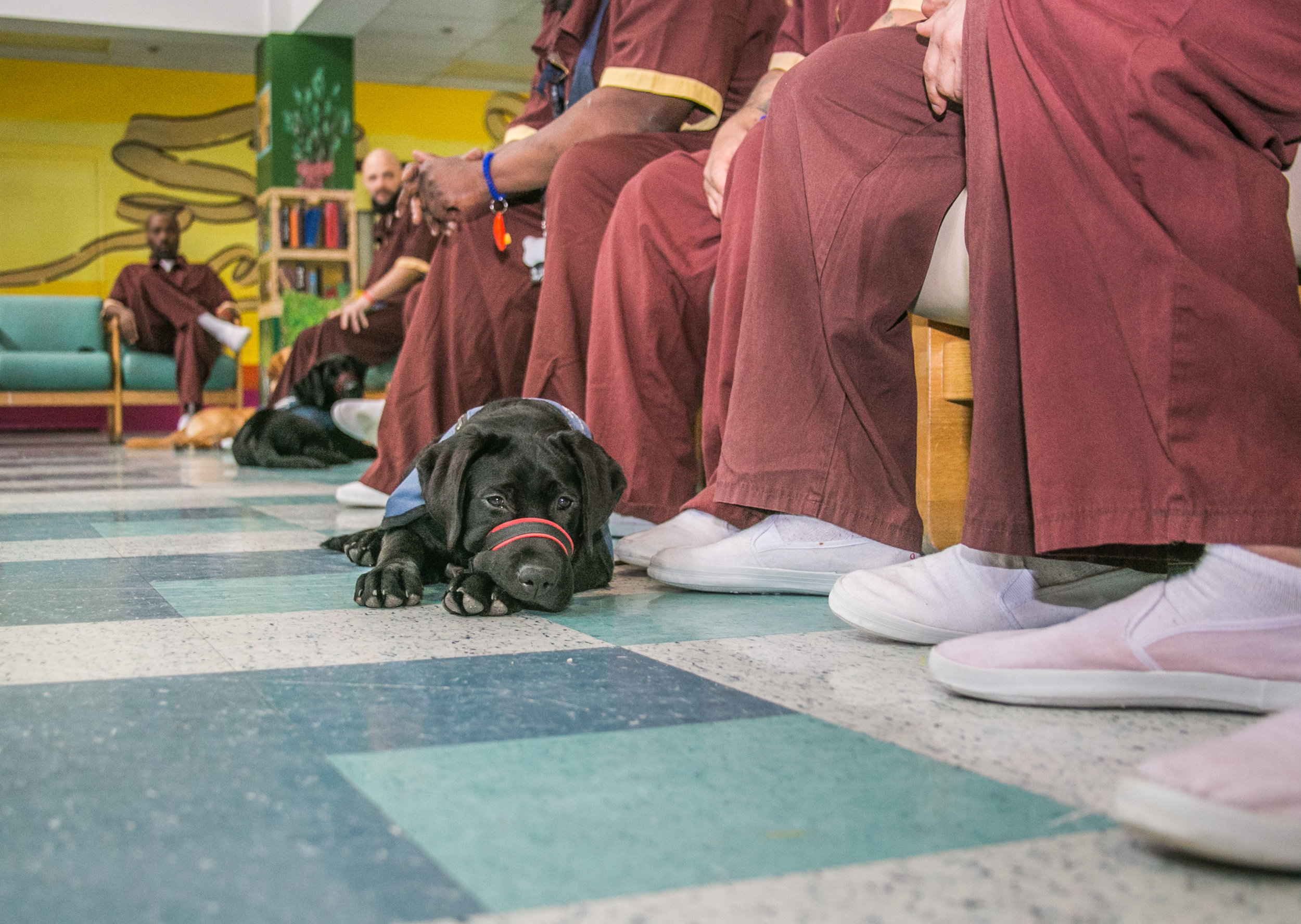  Nike, a trainee of the Canine Partner’s for Life program at SCI Greene Maximum Security Prison, rests before a rigorous training session. 