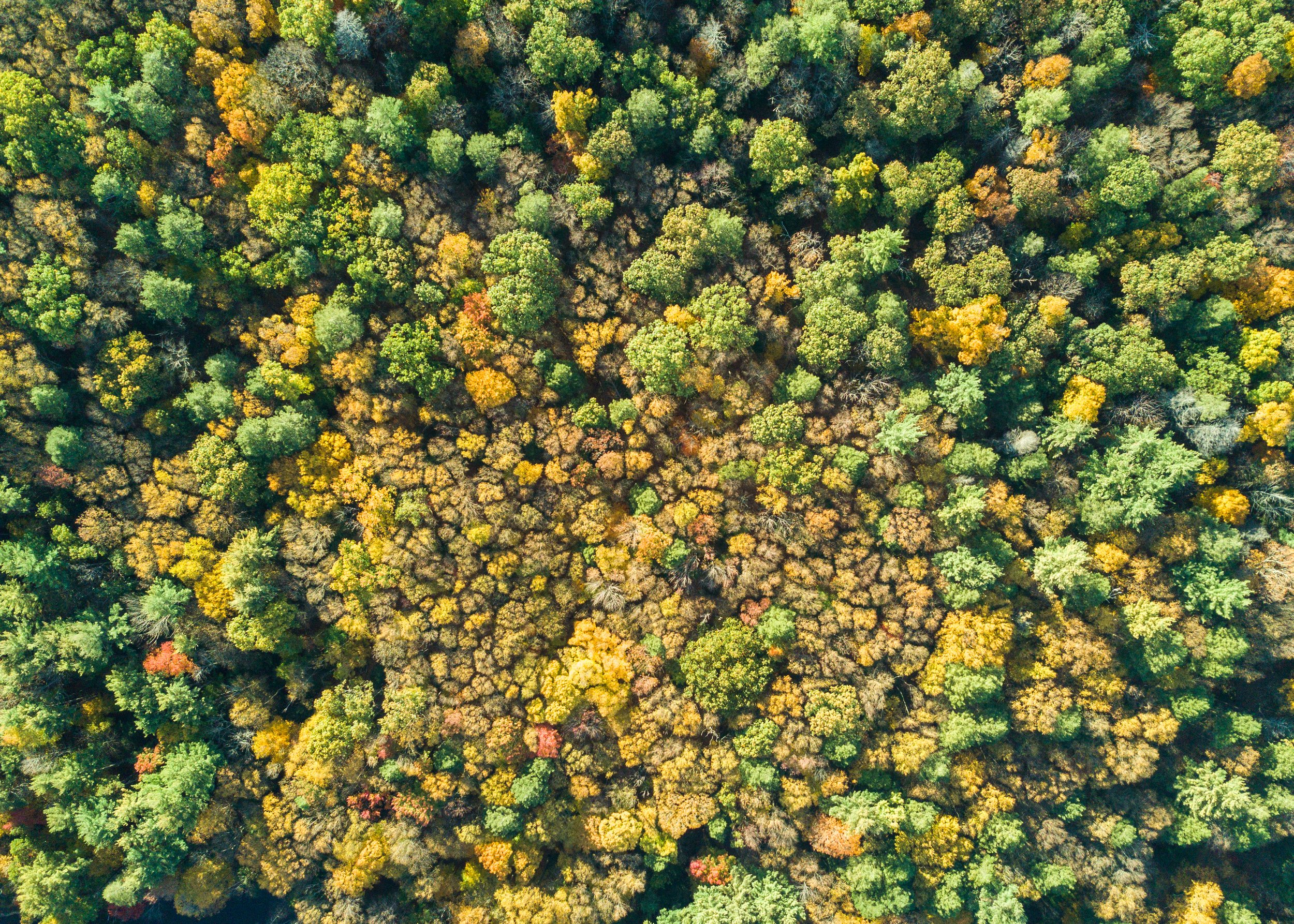 Fall _20 Drone Rd.1-7.jpg