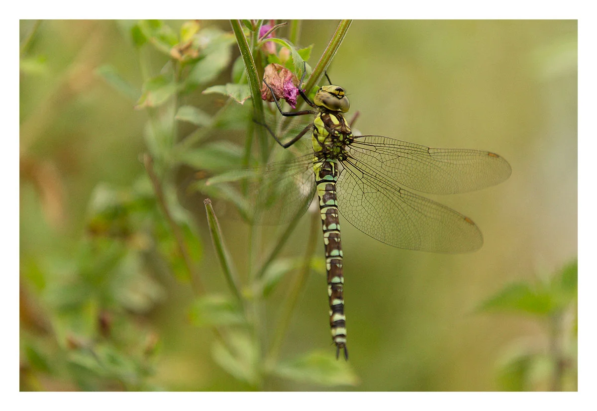 Dragonfly Oxfordshire