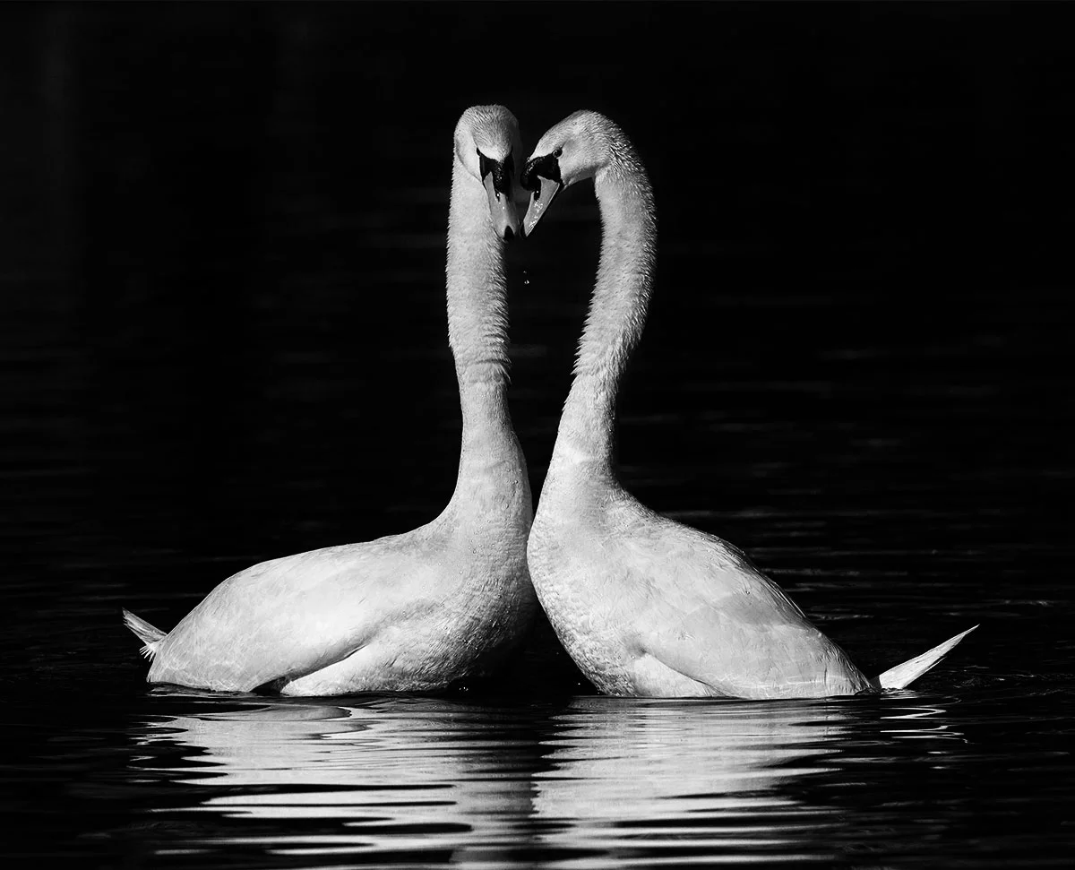 Swan love