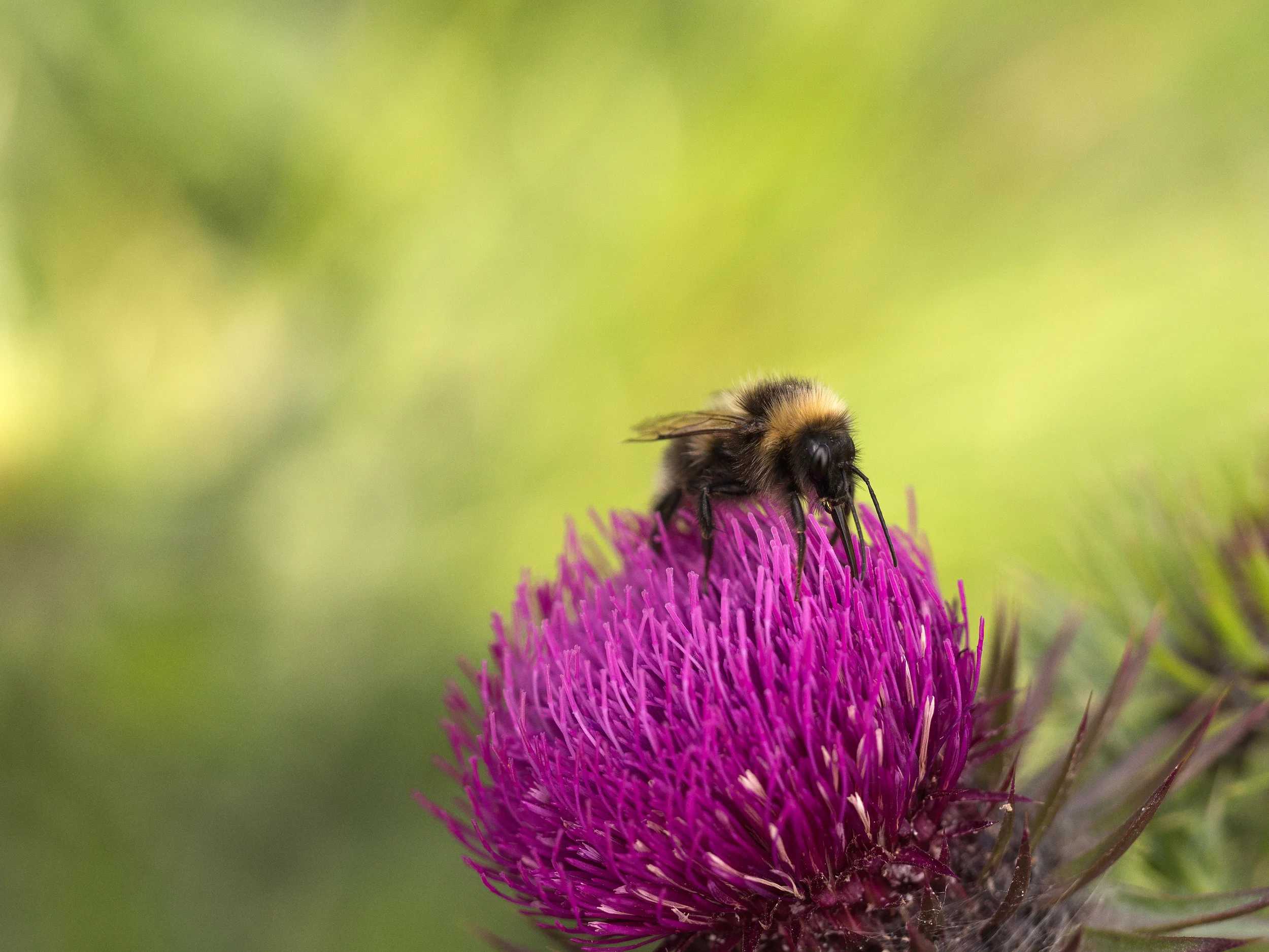 Bumble bee on a thistle