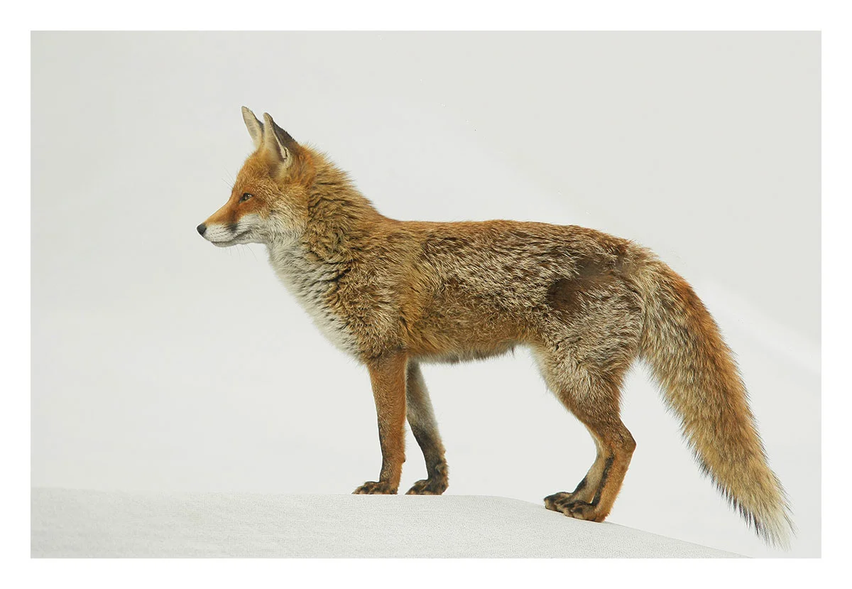 The Oval fox