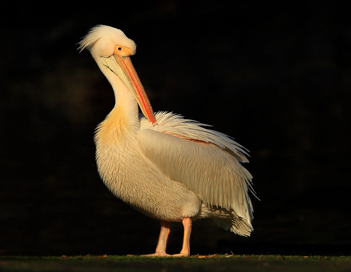 Pelican; St James Park London.
