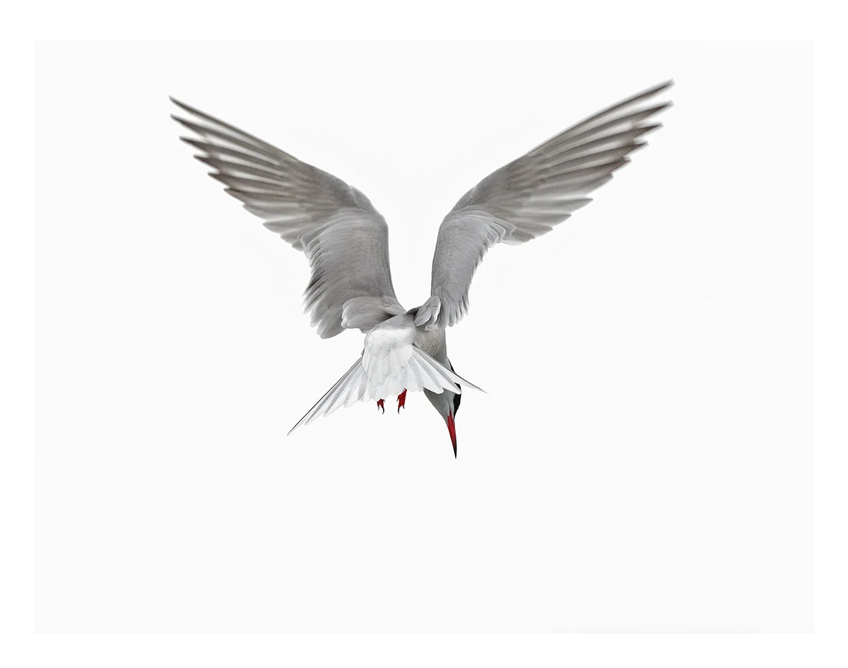Artic Tern Royal Victoria Dock London
