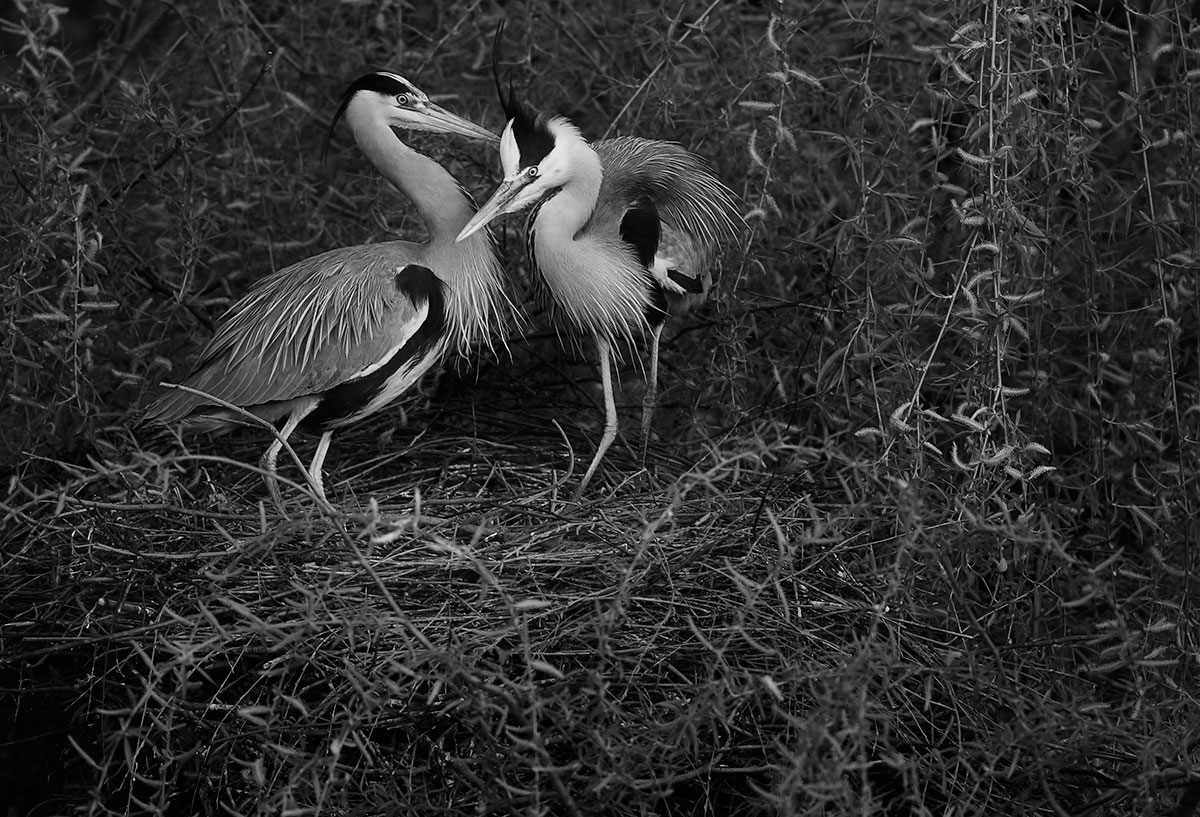 Nesting grey herons Regents Park London