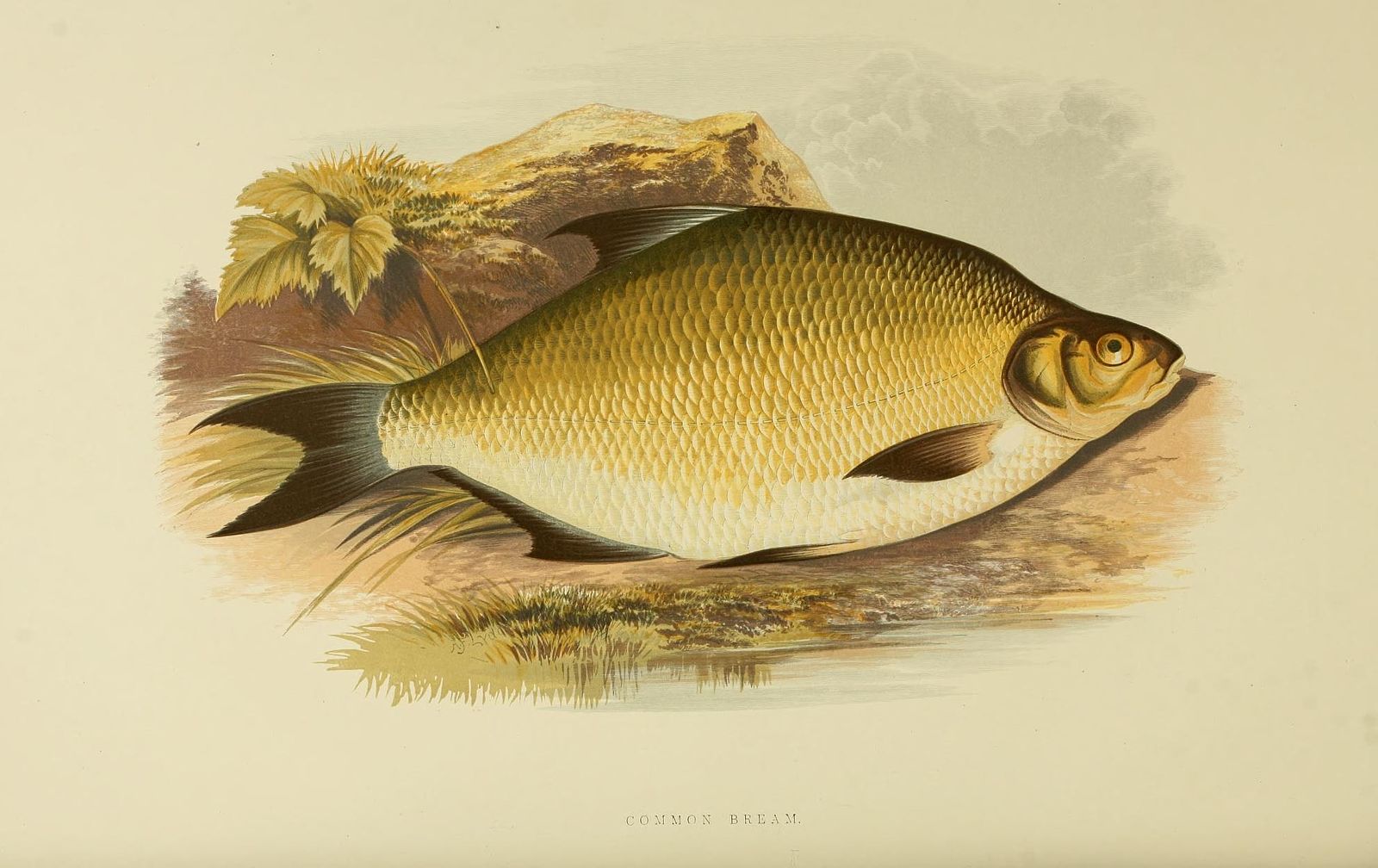 http://www.biodiversitylibrary.org/page/6177650