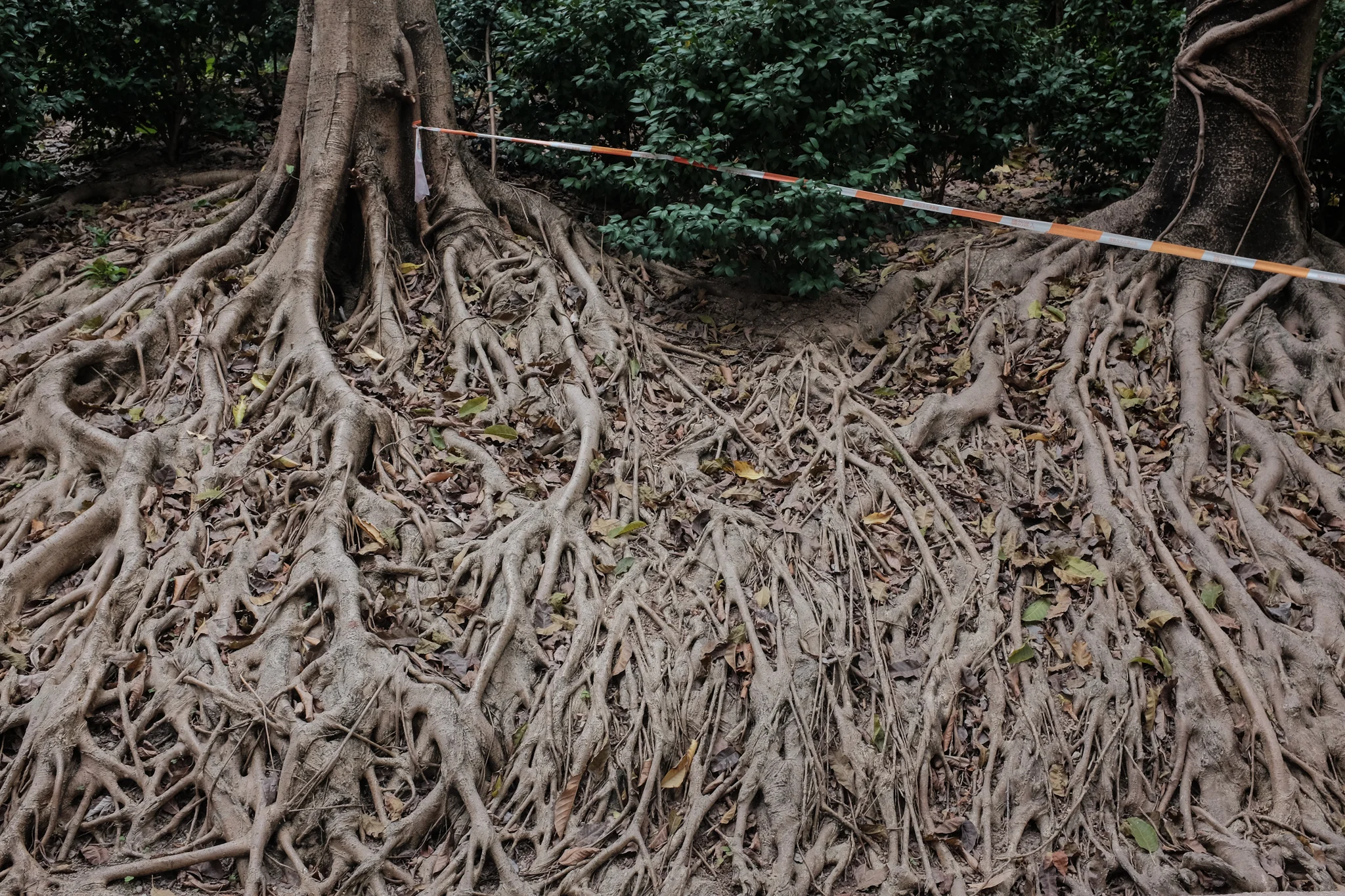 Hong Kong 2015-82.jpg