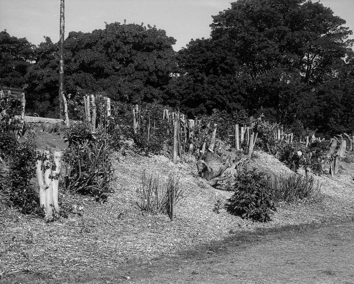 Bradford-crops-27.jpg