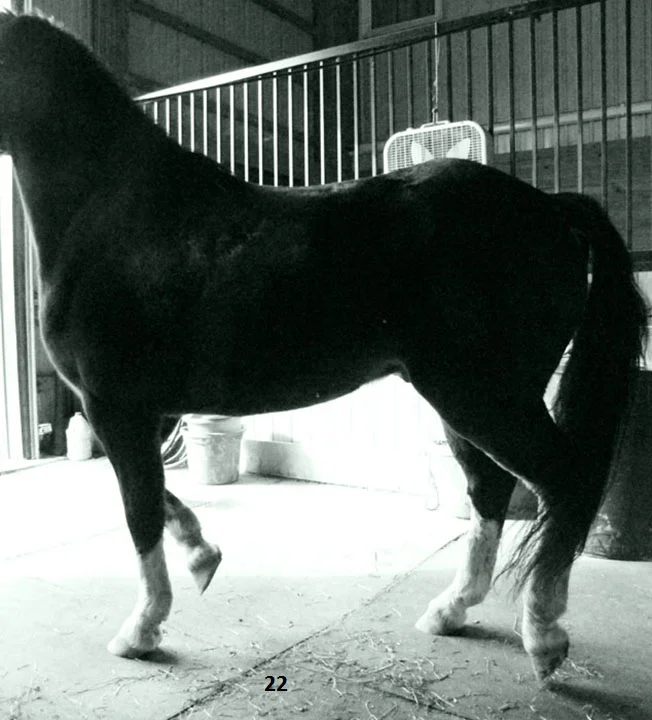 prancing in place.jpg