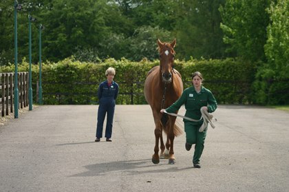 If someone were to pull your head down or forward, you would have to exert force up or back to balance the pull. Once that happens, you are guaranteed to negatively affect the soundness potential of your equine.