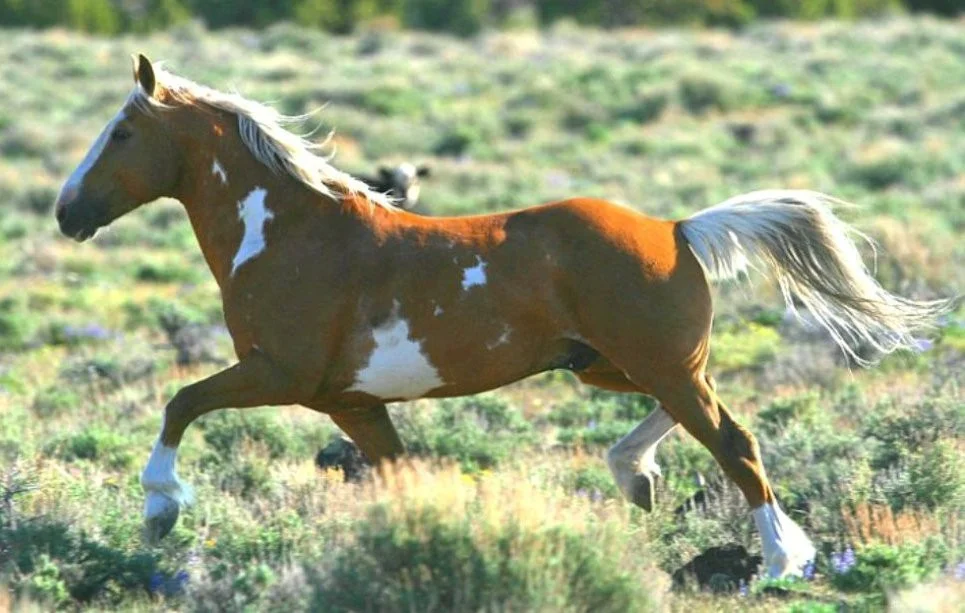 Can you appreciated how collected this horse is? Remember, collection or the lack thereof, is not about positional information of footfall, face, poll, head, rather it is about coordinated and effective centralized weight bearing. The ability to bounce!