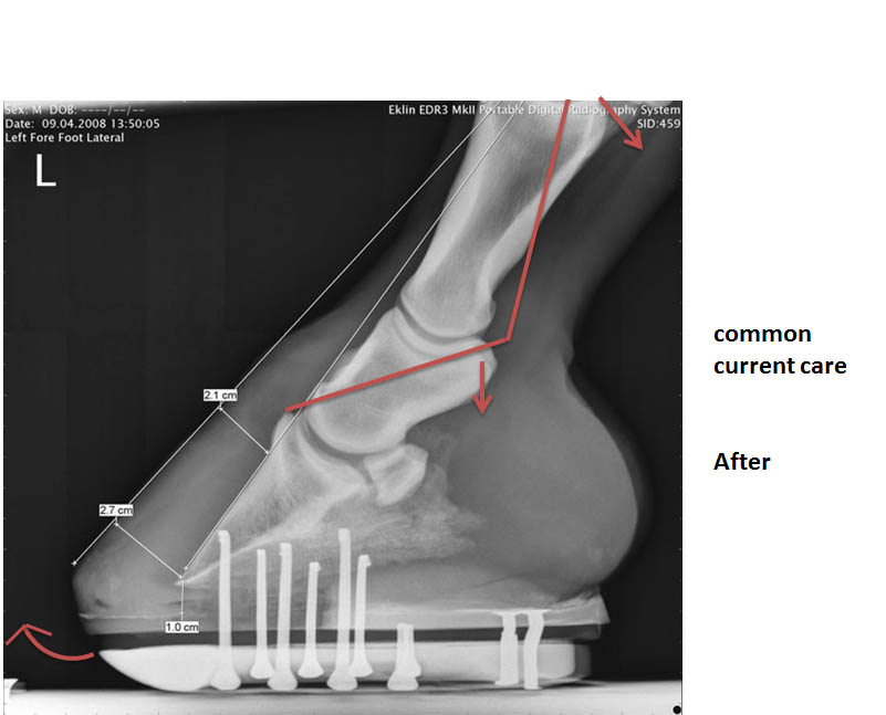 Supposition: Subluxation of pastern and fetlock joints by common care practices = limb misalignment = the pursuit of lameness.