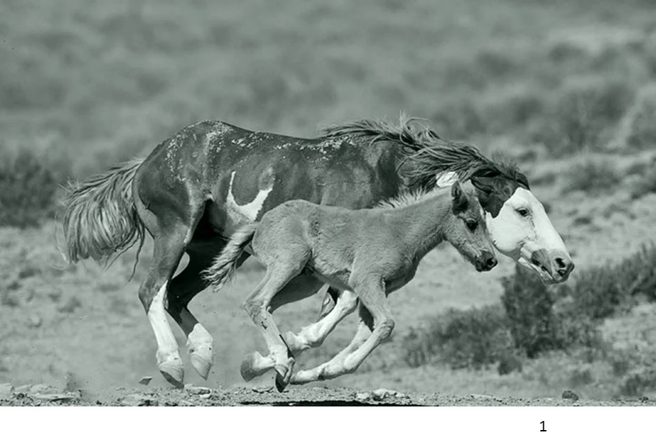 Proprioception in action!!!!!!!!!!!!! optimal feral motion has a lot to teach us about equine biomenchanics