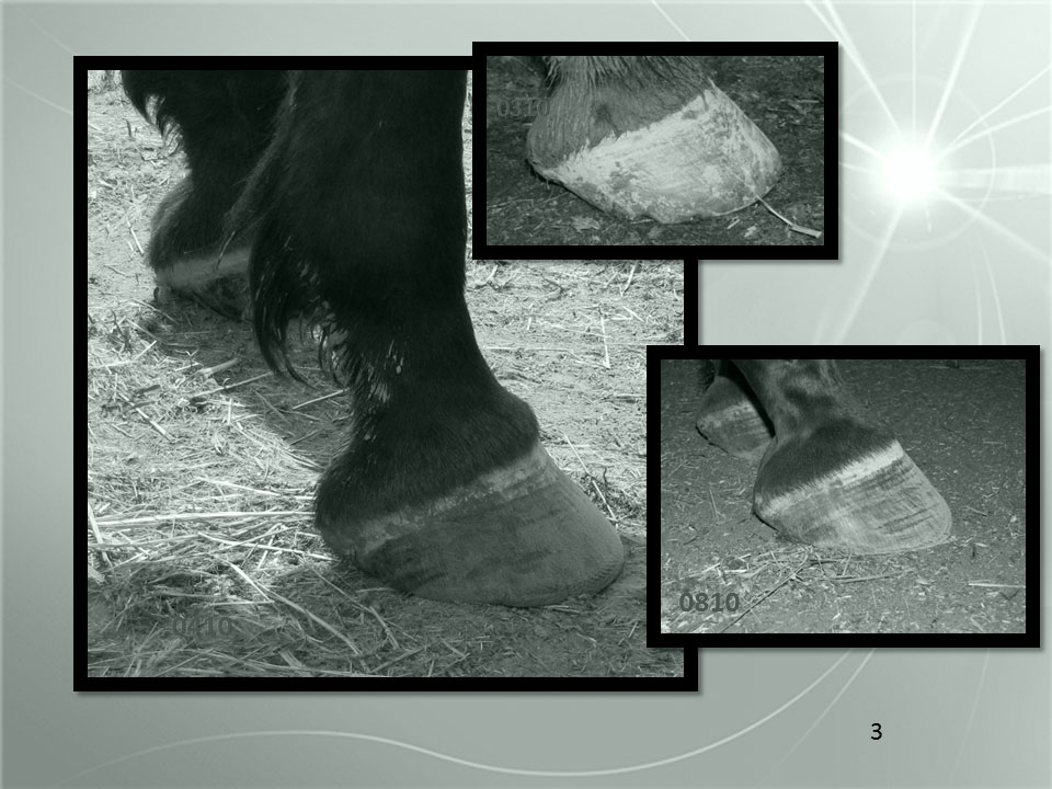 And what does that mean for breakover? Well, let me show you! We now have grown a tighter breakover by any measure (relative to hoof or body) and we have a great caudal aspect to the hoof and we have the hoof capsule in line with the skeleton. Getting back to the lay person's soft focus. do you see how the hoof appears to be " painted on" the end of the limb back in March? By August, it no longer looks painted on. Instead it looks to be one organic contstruct. The hoof and limb are now part of one continuum.