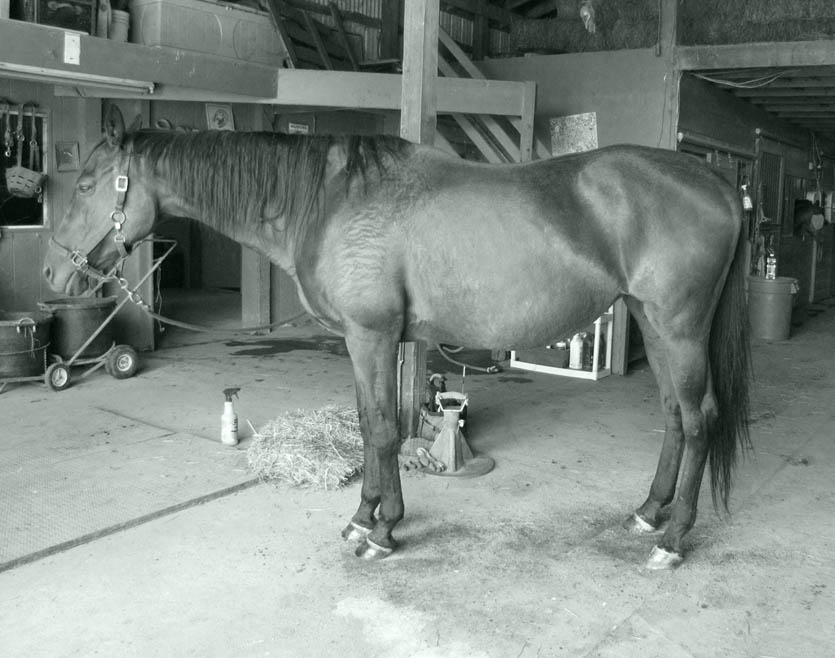 Rosie 9 months in and still lots of room to grow (hoof and body improvement-wise).......honestly, doesn't it make you want to cry? Do we even see the inherent dignity and majesty of the horse hoof and body?