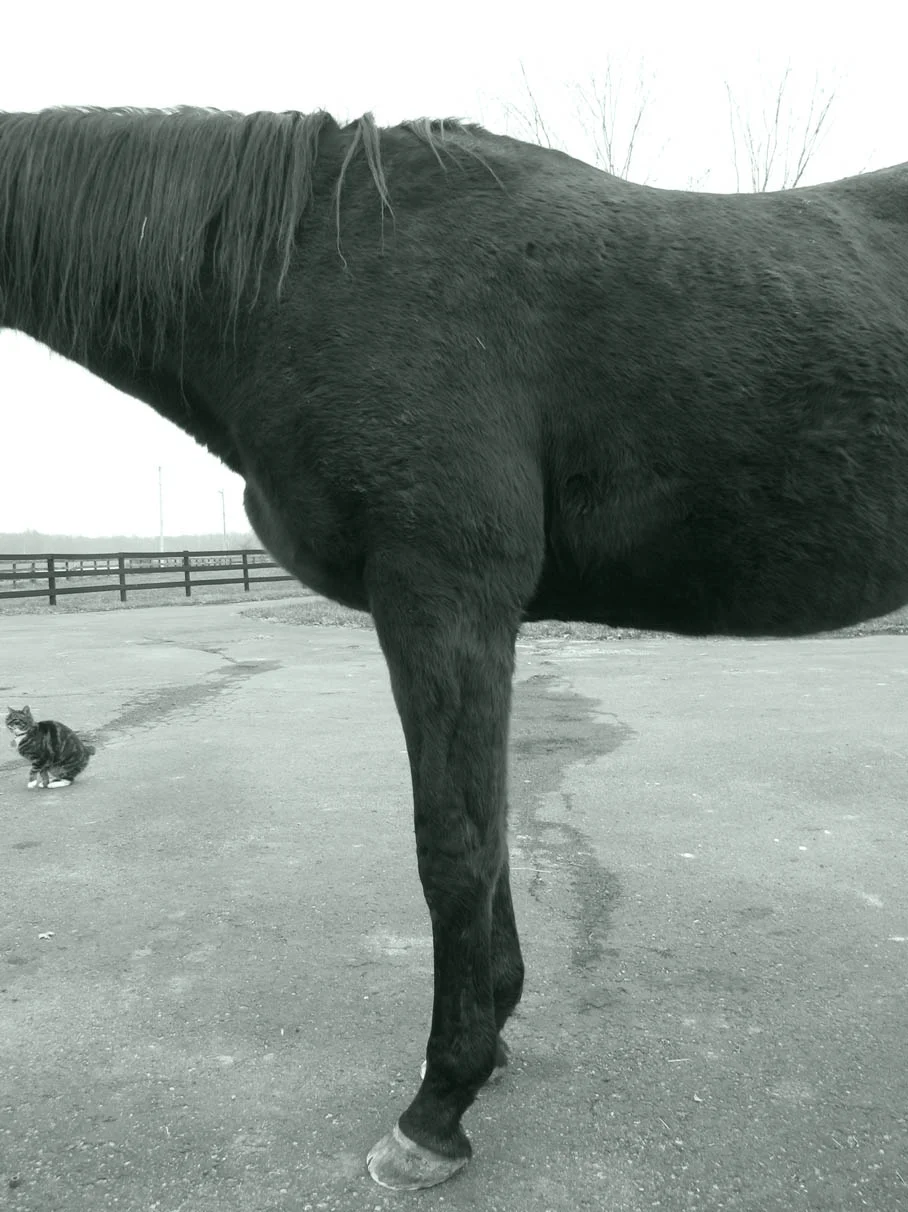 Rosie 2nd trim in just so you can compare her front legs and pectoral muscles specifically with the after image below......