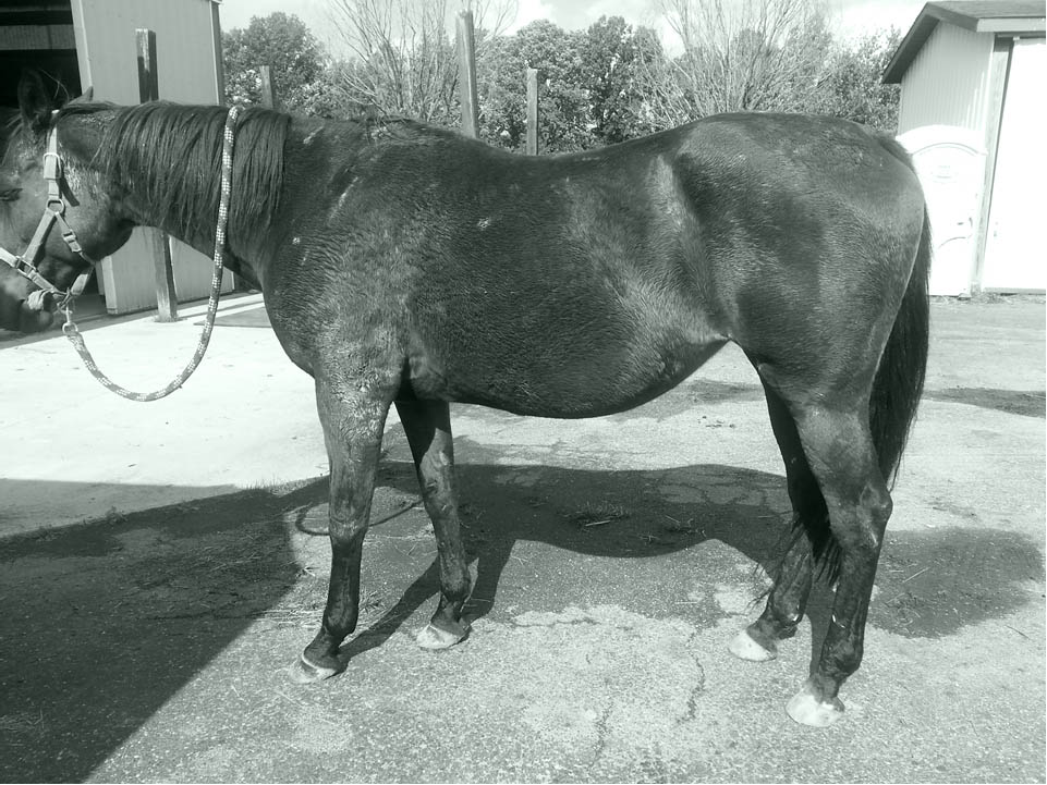 Rosie is a classic case of people who comment that their horse "can't grow heel." When you constantly overshorten the toe, the heel ends up migrating forward and appears underrun and "unable to grow," as seen by conventional horse goggles. Nothing could be further from the truth. Of course she can build and balance better caudal aspects to her hoof. You have to allow her to do so, though.