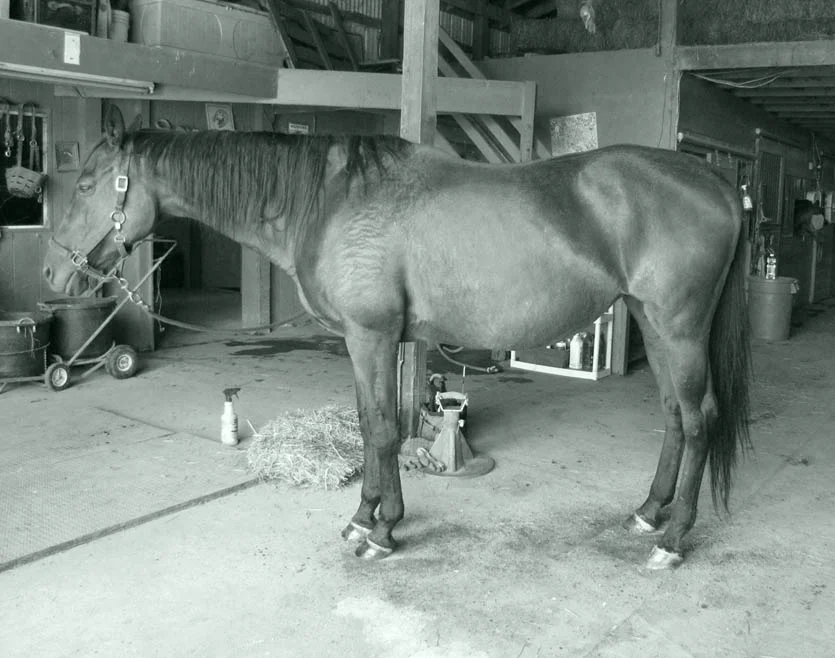 Rosie getting better and with lots of room yet for further improvements.........If you don't think I don't see your athlete for who he is and who he can be, you are wrong. There is some Rosie in most all the horses I see.