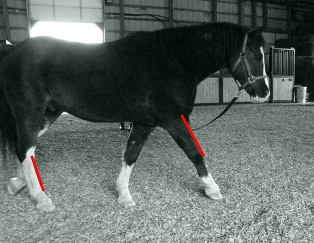 If you cannot see the changes in this body that "allowing" the hoof provides, you have not accessed the best of your horse.