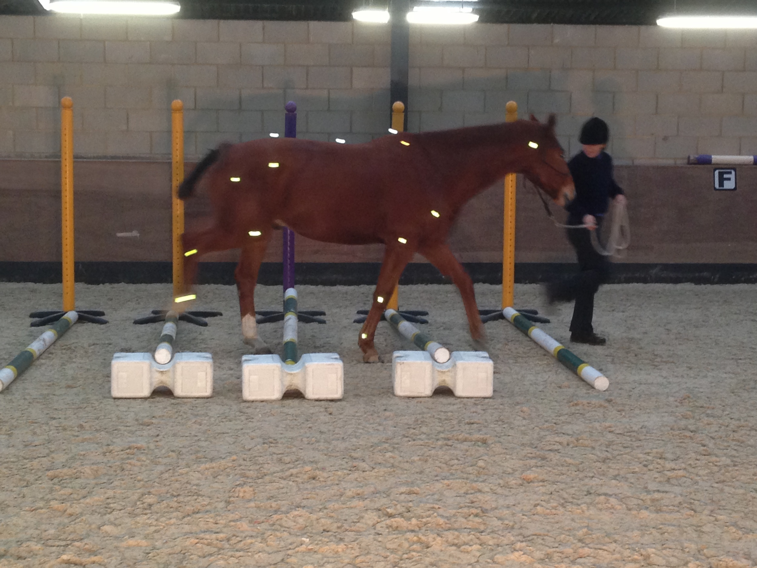 Another image from Centaur Biomechanics......new, cool in-motion ways of looking at motion!!!!11
