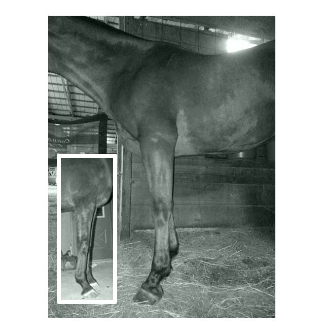 I do have one older photo of this horse showing that he naturally throws one higher and one lower angled hoof on the two fronts, which is what I was looking at with this photo taken a couple of years ago (photo shown in the inset). However, even though we are looking at the opposite side of the animal now, we can still see that the vet's approach (current photo of the animal after vet care initiated) is to shorten the toe, jack the heels and try to force uniformity onto the 2 front hooves. So you begin to see the horrible leg ramifications of such a decision. The heel is starting to migrate forward, causing the hoof capsule to be out of alignment with the skeleton, and there are the beginnings of unnatural tension in a whole series of tendons, ligaments and musculature as a result. We have effective subluxation of the pastern and fetlock joint. Look how his back is beginning to break. The shoulder and root of the neck are being blocked and dumped. The horse is now heavy and inverted. How on earth can this possibly help tendonitis of the back left leg? Do we induce dysmorphism in humans to treat tendonitits???? Of course not. It would only hurt matters. Because we have gone so long not studying the actual horse, we have entered a phase of care that defies logic or common sense or medical evidence or physics.