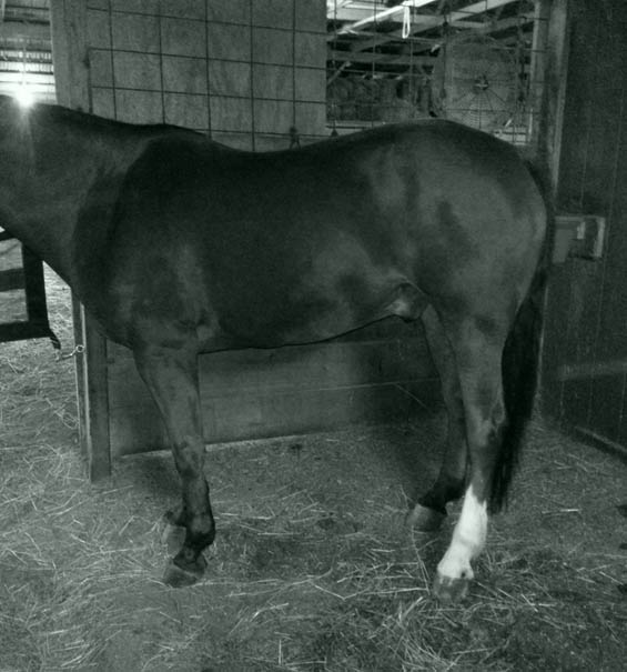 So here is the hind end. Rotated pelvis, poker straight legs. Tension. Completely dysmorphic and painful to consider how this body is going to approach any movement. This cannot help tendonitis. What do we do with humans? We do work with unfixed orthotics, your basic RICE then stretching and conditioning.....but this? Dysmorphic body misalignment? NON-deformable and unnatural structures at the bottom of the limb? Fixed unnatural orthotics?
