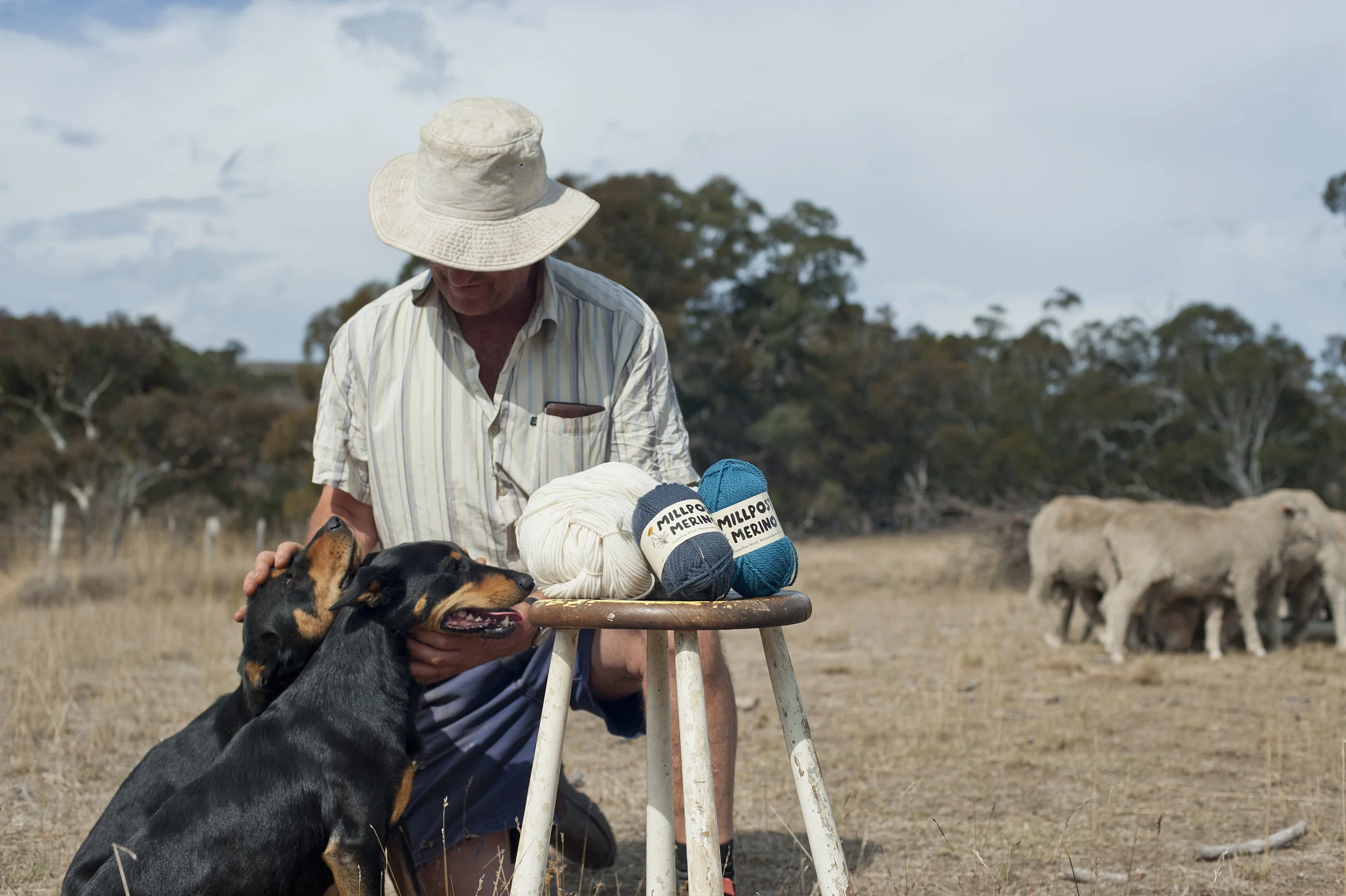 daddogssheep.jpg