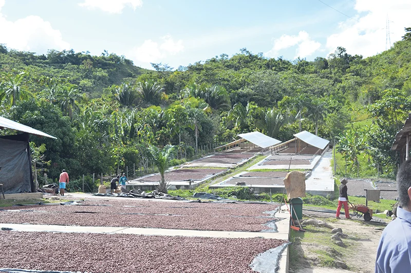With the La Siembra Co-operative’s support, its partner co-operatives in Peru have been able to increase production capacities. CAMINO