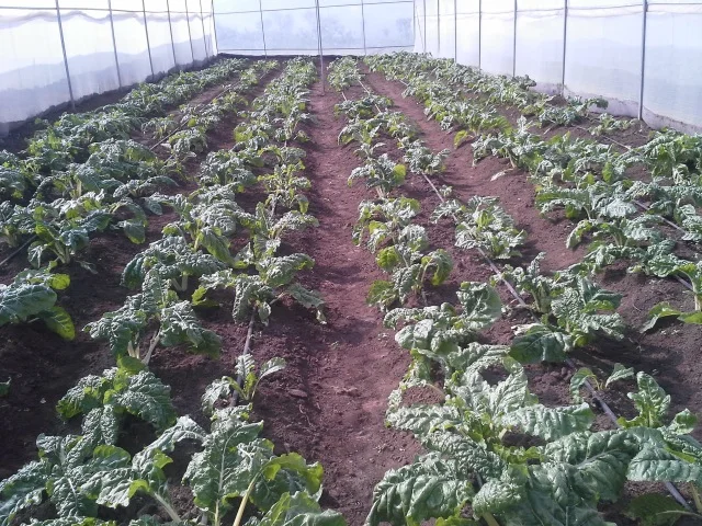 Free The Children’s Oleleshwa Farm’s greenhouses burst with fresh produce and are training ground for local farmers. 