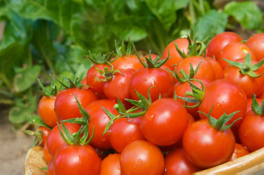Thomas’ Utopia Gearing up to Feed the World