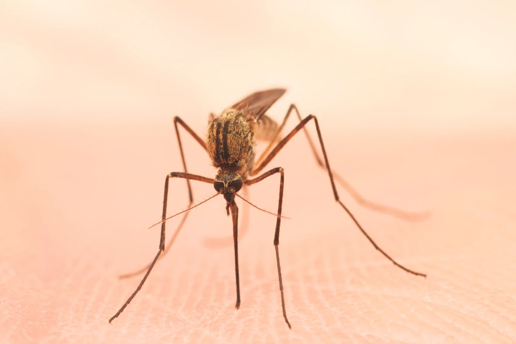 eMosquito uses the latest advances in technology to mimic nature – specifically the mosquito. istockphoto.com