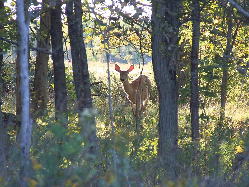 Forests provide habitat and shelter for myriad species. Linking forest habitats has proven vital for conserving their biodiversity. NCC