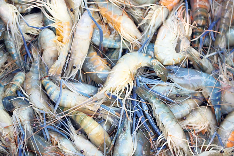 Dr. Rogers believes the shell of shrimp can be of equal value as the meat. He and his team have developed a process for extracting chitin, a polymer that can replace material currently made from oil or petroleum-based chemicals. istockphoto.com