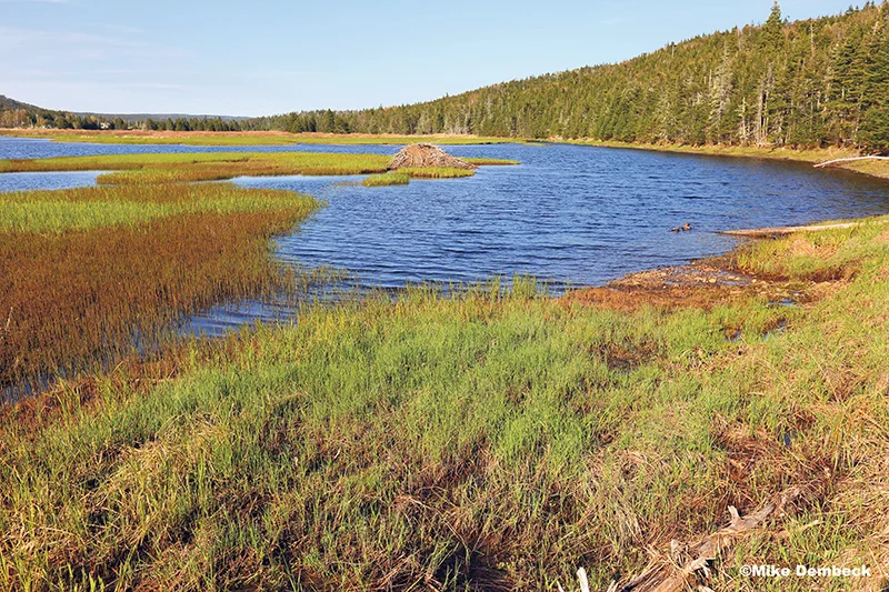Through an ongoing partnership with the Nature Conservancy of Canada, the TD Forests program has protected over 15,000 hectares of Canada’s forest ecosystems, including a 158-acre (64-hectare) property along the Salmonier River in Newfoundland. Mike Dembeck