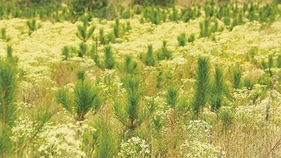 Bolstering Canada’s legacy as a forestry leader