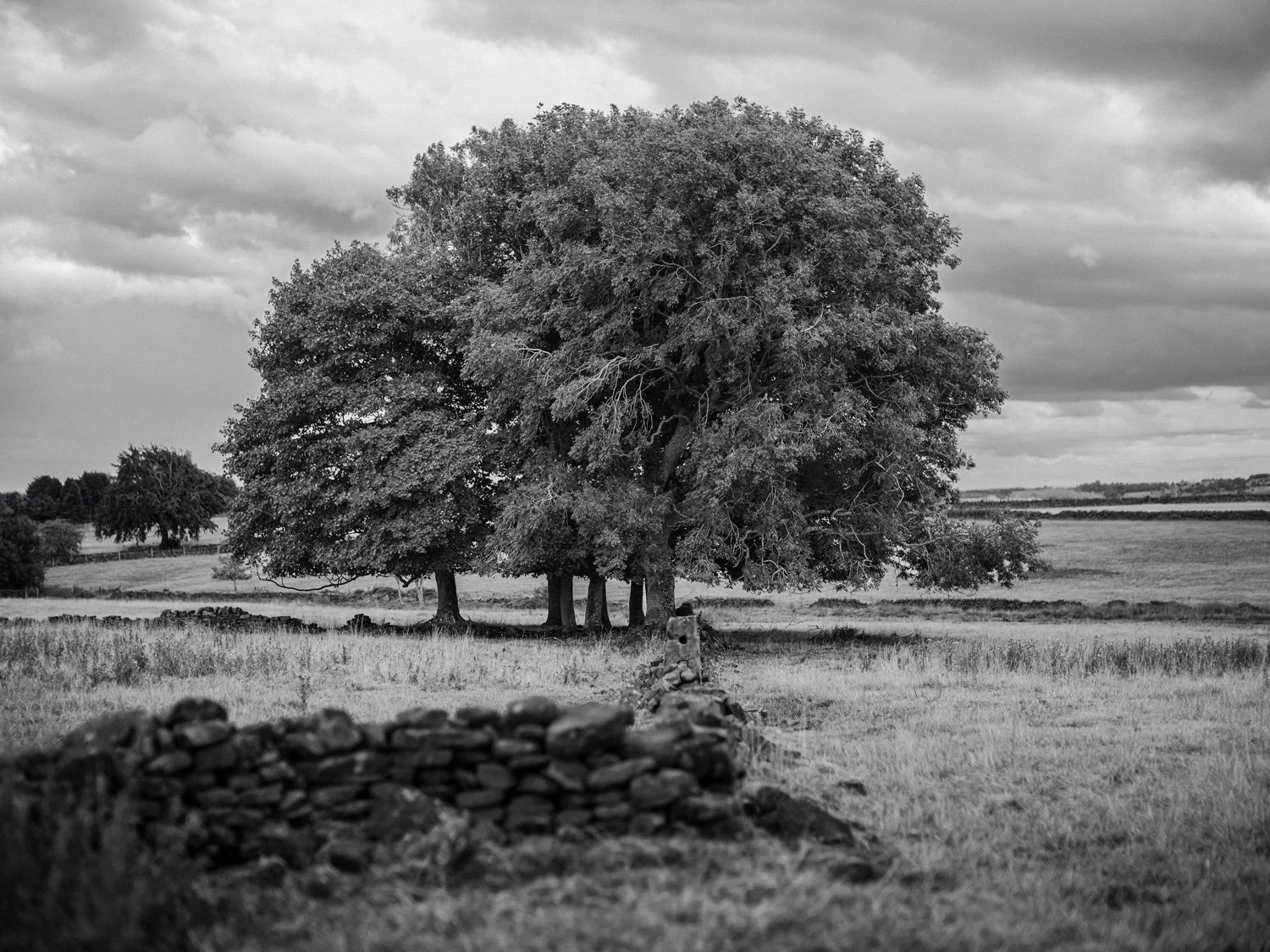 trees.jpg