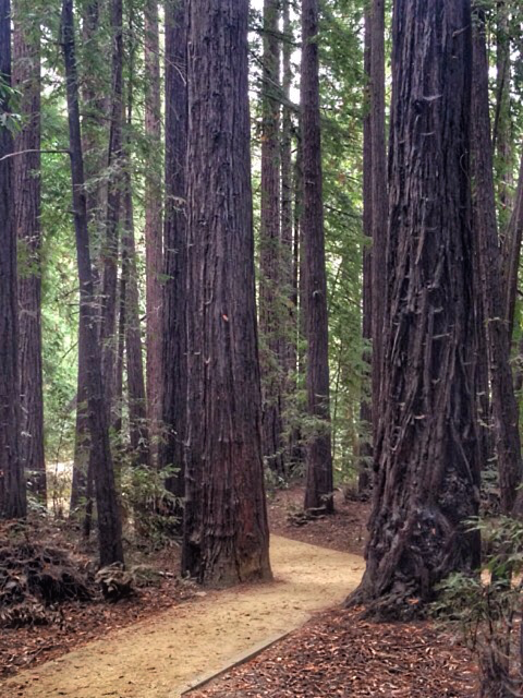 Pfeiffer Big Sur State Park
