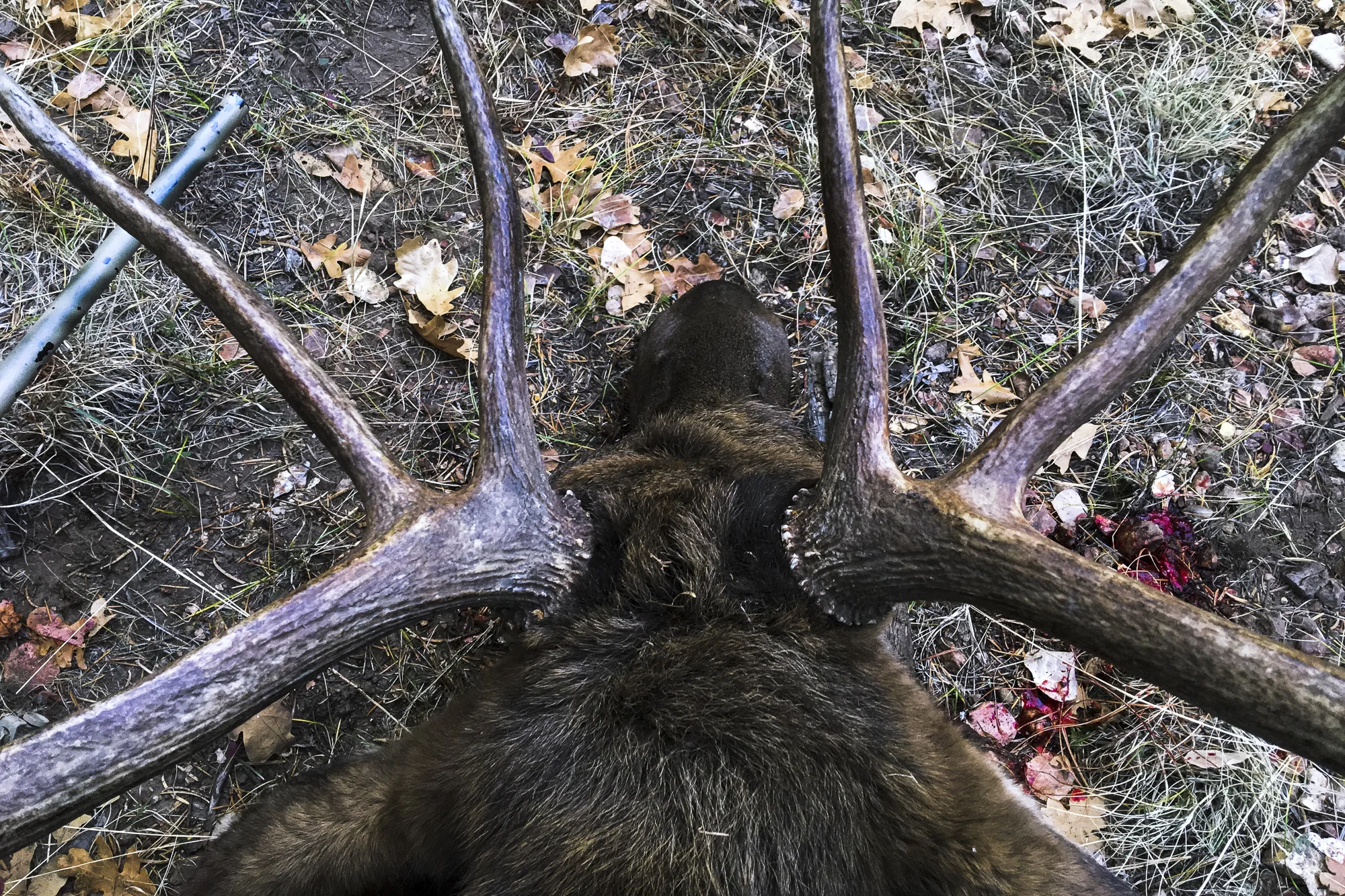 AZ_Elk-1.jpg
