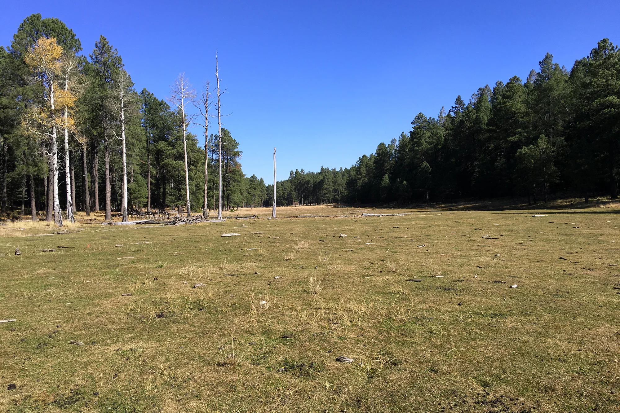 Meadow.jpg