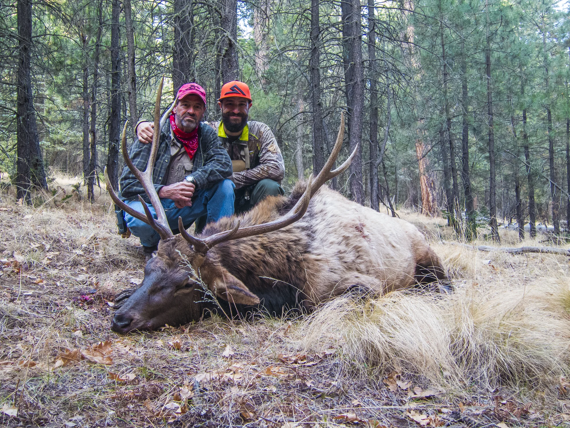 AZ_Elk-3.jpg