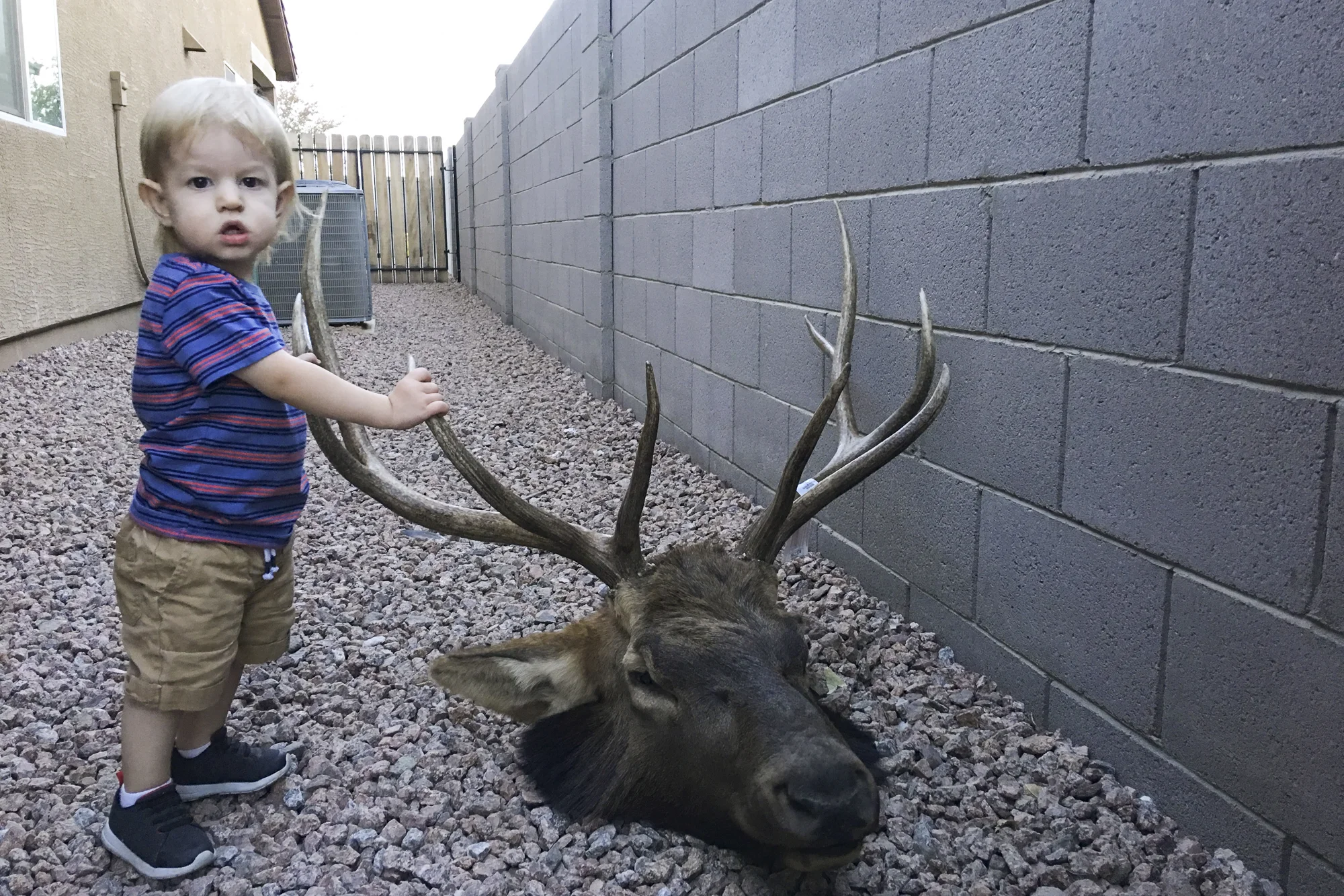AZ_Elk-4.jpg