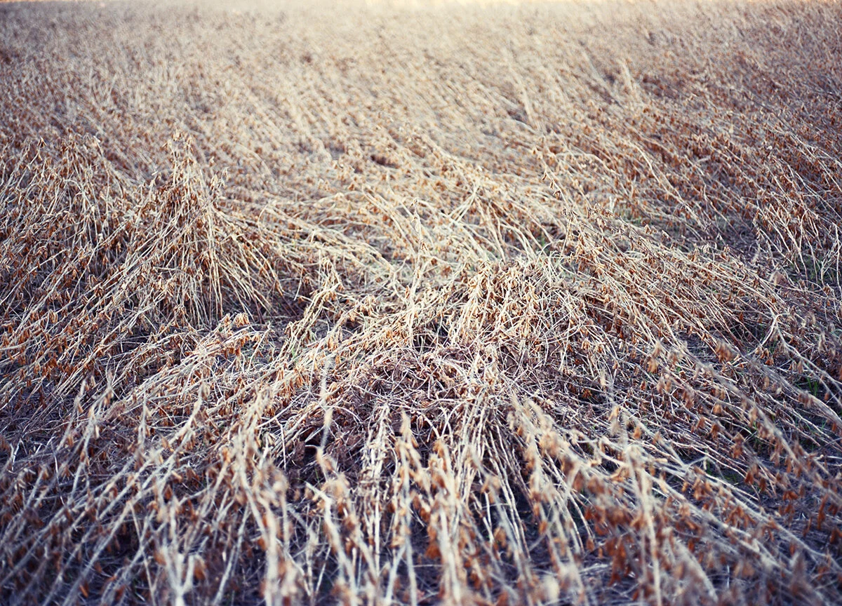 Soybean_Field.jpg