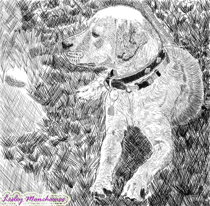 My Dog